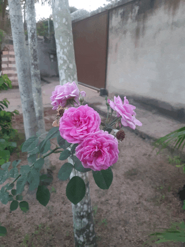 a bunch of pink roses growing on a tree in a garden