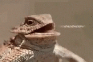 Lol Lizard GIF - Lol Lizard Reptile GIFs