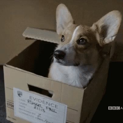 a dog is in a cardboard box that says evidence on it