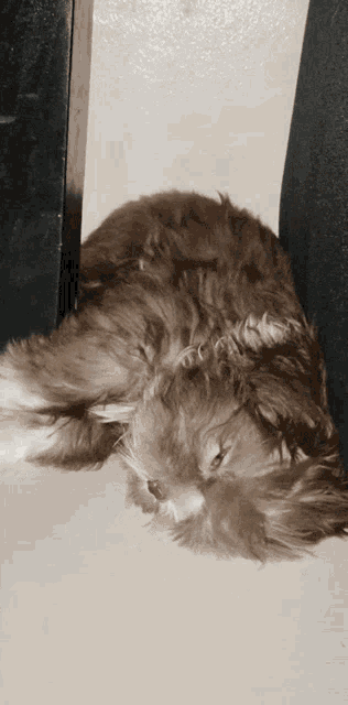 a fluffy brown cat laying on the floor next to a black couch