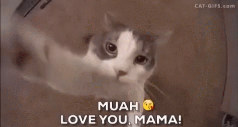 Cat Kiss GIF - Cat Kiss Love You Mom GIFs