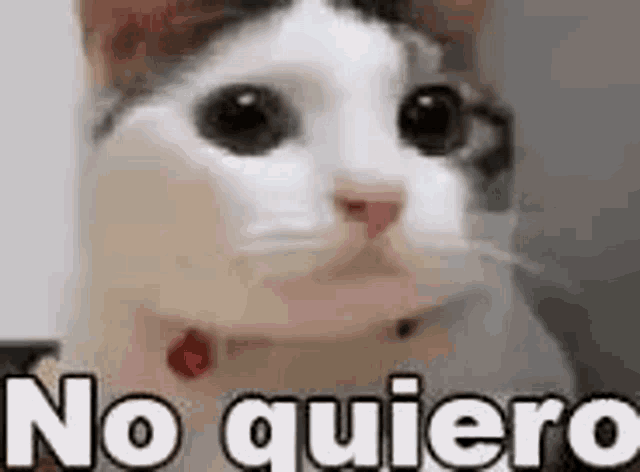 Cat No Quiero GIF - Cat No Quiero Spanish GIFs