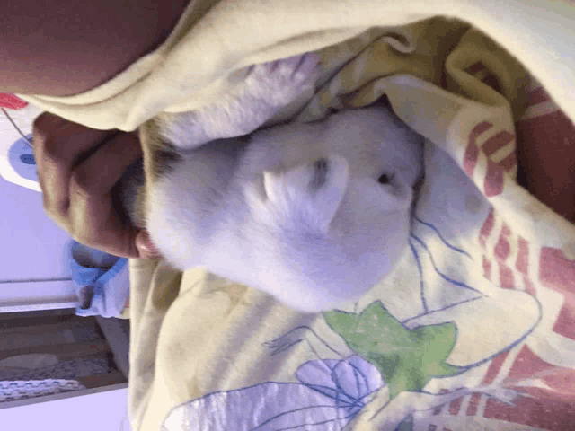 a person is holding a small white rabbit on a floral blanket