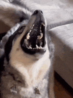 a close up of a dog with its mouth open .