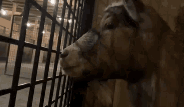 a close up of a goat behind a fence