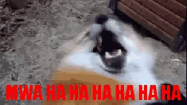 a hamster is laying on the ground with its mouth open and the words `` mwa ha ha ha ha ha ha '' written in red .