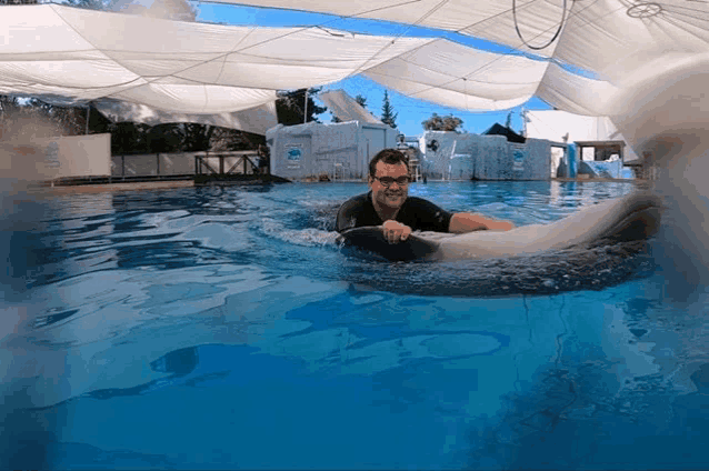 a man is playing with a dolphin in a pool that has a sign that says ' dolphin ' on it