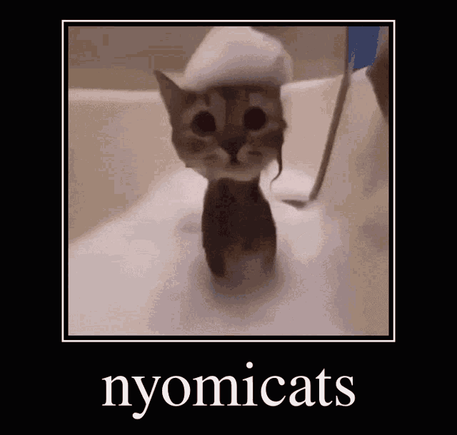 a picture of a cat in a bathtub with foam on its head with the caption nyomics