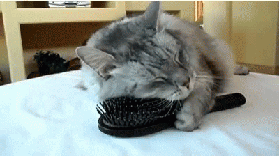 Cat Brush GIF - Cat Brush Snuggle GIFs