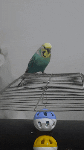 Bird Budgerigar GIF - Bird Budgerigar Muhabbet Kuşu GIFs