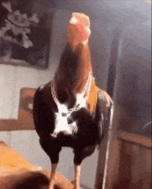 a rooster with a chain around its neck standing on a table