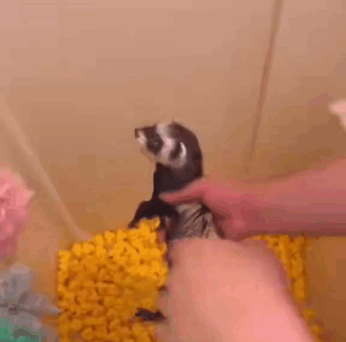 Ferret Squeeze GIF - Ferret Squeeze Wring GIFs
