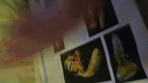 a book is open to a page that has a picture of a tiger on it