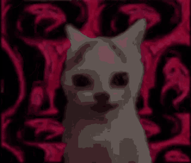 a white cat with black eyes is sitting in front of a red and black background .