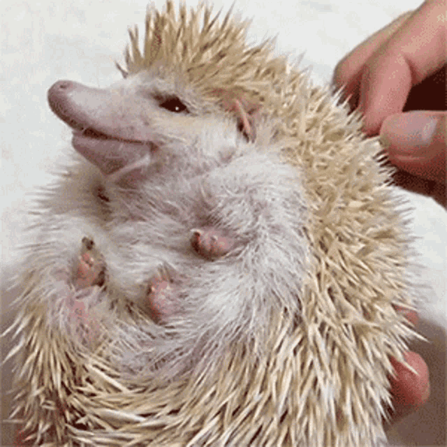 Hedgehog ёж GIF - Hedgehog ёж чешут GIFs