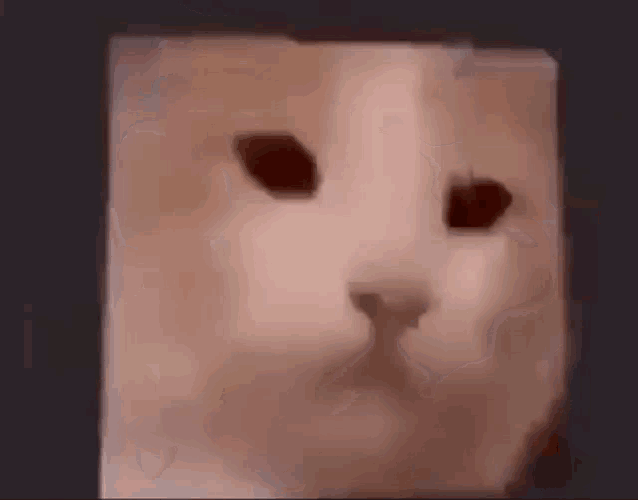 a close up of a cat 's face in a box on a black background .