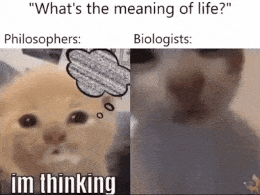 a picture of a cat with a thought bubble and the words " what 's the meaning of life "