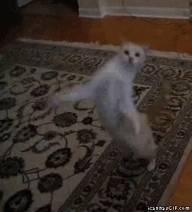 Dancing Cat GIF - Dancing Cat Happy Dance GIFs