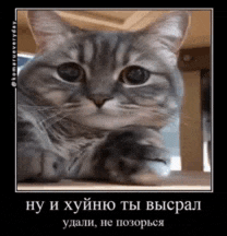 a cat is sitting on a table and looking at the camera with a black background .