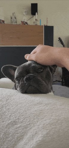 a person petting a french bulldog on a couch
