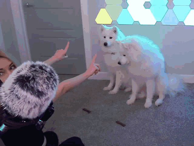 Alinity Dogs GIF - Alinity Dogs Samoyeds GIFs