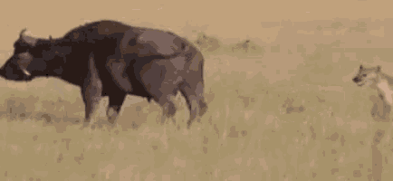 a lion and a water buffalo are fighting in a field .