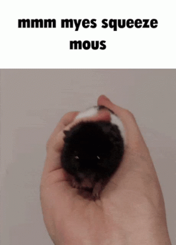 Mouse Syrian Hamster GIF - Mouse Syrian Hamster Ooga GIFs