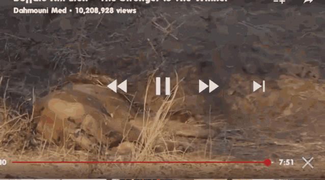 a video of a dead animal is being played