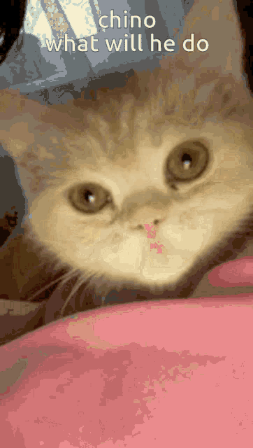 Chino Min Omor GIF - Chino Min Omor Cat GIFs