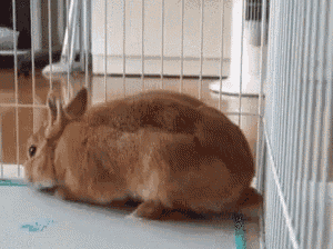 two brown rabbits are laying on top of each other in a wire cage .
