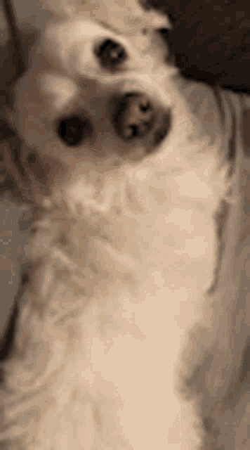 a close up of a small white dog laying on a bed looking at the camera .