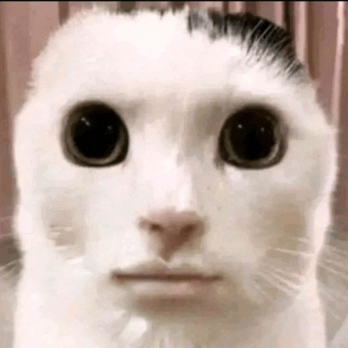 a close up of a white cat 's face with big eyes and a serious look on its face .