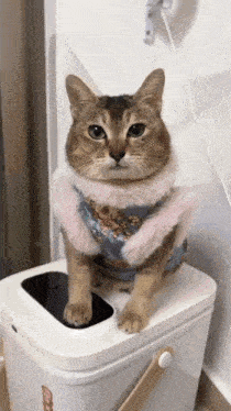 a cat is sitting on top of a trash can wearing a sweater and scarf .