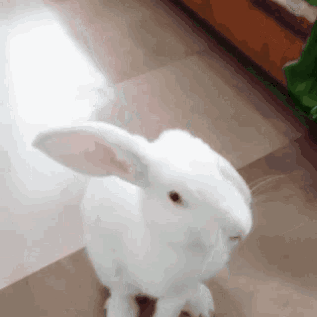 a white rabbit is standing on a tiled floor