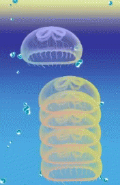 Jellyfish GIF - Jellyfish GIFs