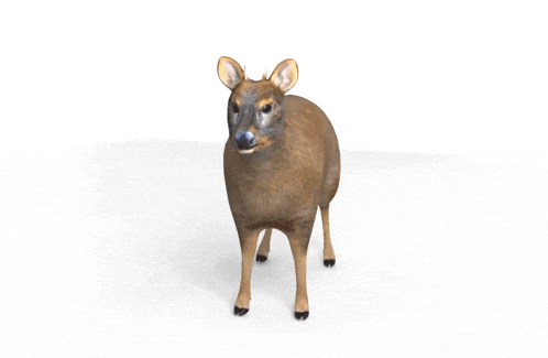 a 3d model of a deer is standing on a white background