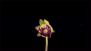 a close up of a pink dahlia flower on a black background