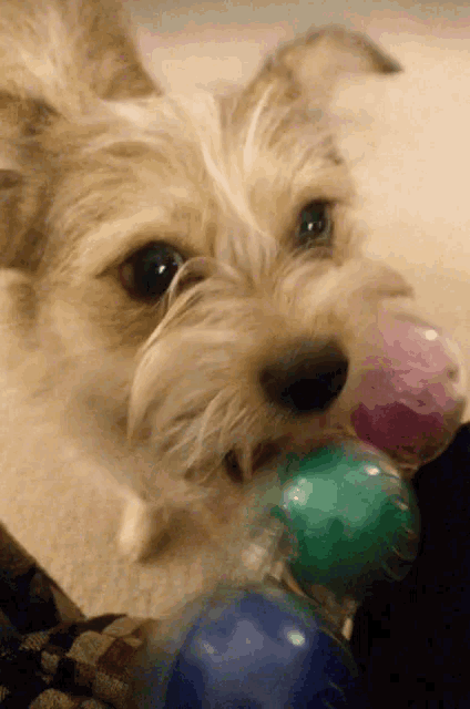 Dog Balls GIF - Dog Balls GIFs