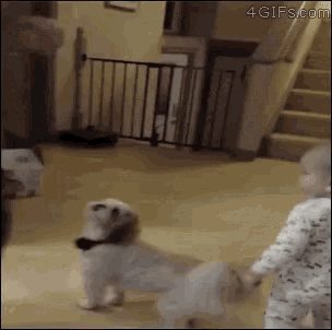 Dog Dancing GIF - Dog Dancing Copy GIFs