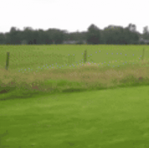 a man is playing with a dog in a grassy field