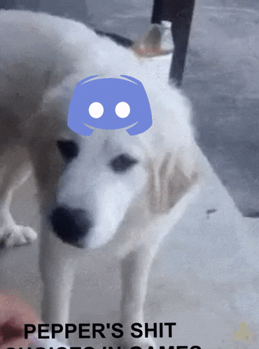 a picture of a dog with a discord logo on its head