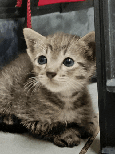 a small kitten with blue eyes is laying down on the floor