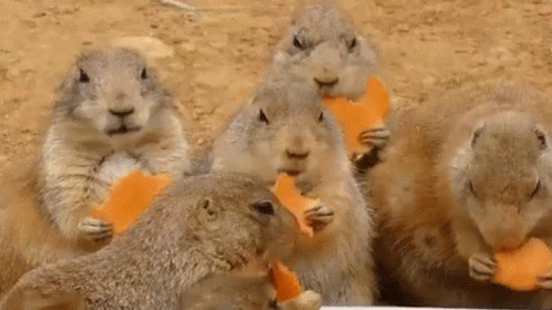 Squirrel Eating GIF - Squirrel Eating Hungry GIFs