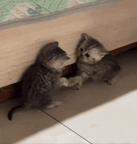 two kittens are standing next to each other on the floor .