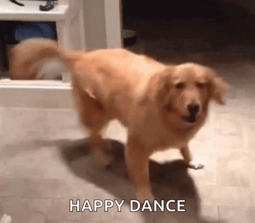 excited-dog.gif