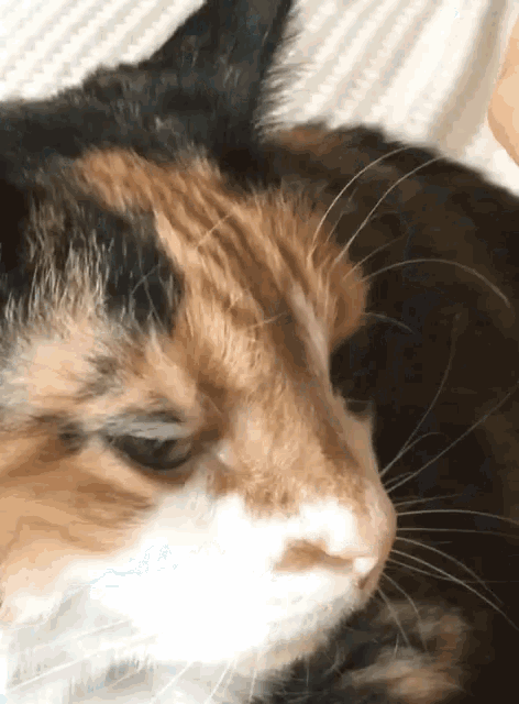 a close up of a calico cat laying down on a bed
