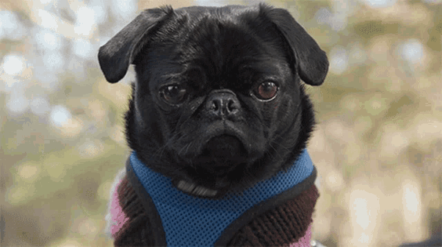 a black pug wearing a scarf around its neck looks at the camera
