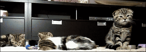 7 GIF - Kittens Scared Jump GIFs