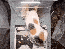 a cat is eating out of a plastic bag with a picture of a cat on it .
