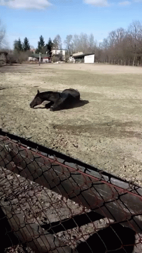 Horse Funny GIF - Horse Funny Roll GIFs